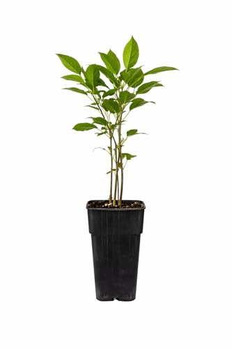 Mini-Kiwi Kiwibeere ‘Kens Red’ – winterhart & rotfleischig, süße Snackfrucht, robuste Kletterpflanze, Actinidia arguta, 30–50 cm