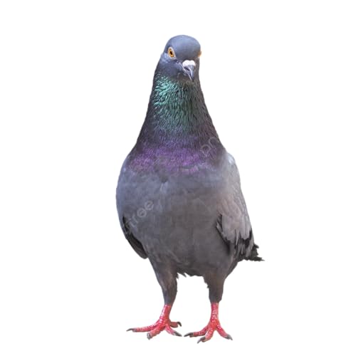 4-in-1 Health Supplement Tablets for Pigeons and All Birds, 100 Tablets - Image 4