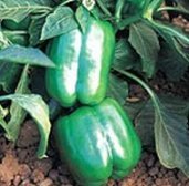 Clovers Garden Whopper Pepper Plants 2-Pack