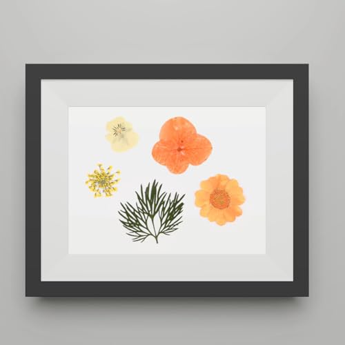 Kit de 40 flores secas prensadas naturales Lurrose miniatura 6