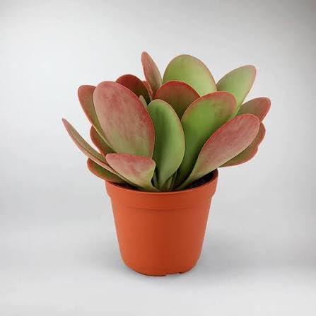 Kalanchoe 'Flapjack'