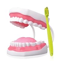 Ultrassist Zahnmodell für die Sprachtherapie, Zähne Modell Lehrmodell für Kinder, Zähne Dental Zubehör für Kinder Zähneputzen lernen