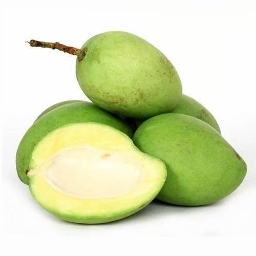 Image of Authentic Imam Pasand Mango Plant (Grafted Plant, 2-3 Feet Height)-Fruit After 1.5-2 Years Create Your Own Tropical Paradise Hybrid 1 Healthy Live Plant PB 31