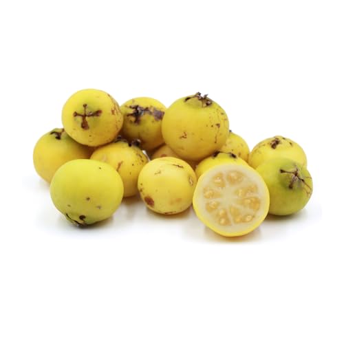 Genérico, Muda de Araçá Amarelo 20 a 40cm AMK - Plantas Online