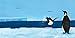 Penguin Journey: A Picture Book