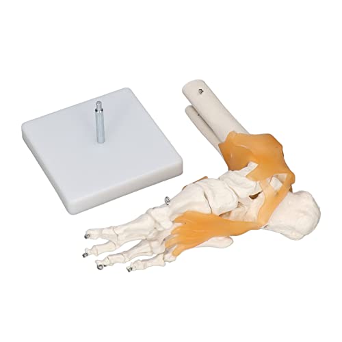 Image of Human Foot Model Anatomical Ankle Skeleton Bones with Ligament Life Size Human Skeleton Model for Medical Study & Science Classroom
