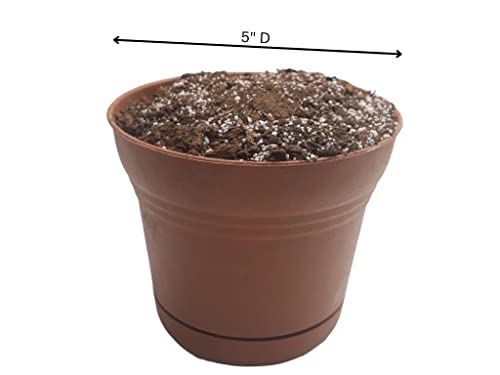 Sprig & Stone Josh's Frogs Carnivorous Plant Soil - Venus Fly Traps/Pitchers/Sundews (1 Quart) #TOP5