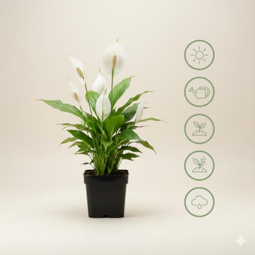 Image of ORIGINAL PEACE LILY LIVE PLANT WITH 3 INCH BLACK POT | ELEGANT GREEN FOLIAGE & WHITE FLOWERS | AIR PURIFYING INDOOR PLANT | PERFECT FOR HOME & OFFICE DECOR | LOW MAINTENANCE | PACK OF 1