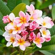 Image of Frangipani Plumeria Rubra Live Flower Plant ? Hybrid Champa Golachin Deva Ganneru with Pot | Beautiful Fragrant Bloom | 0.5?1.5ft Height | Outdoor & Garden Flower Plant ? Pack of 1