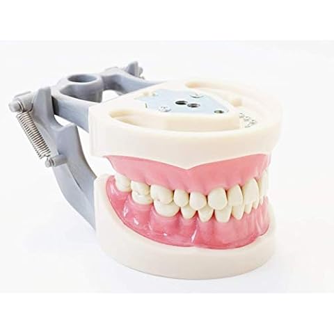 Dental Typodont Model 200 Type Kilgore Nissin Removable Teeth Cover