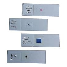 United Scientific Supplies 100-45 "Mixed Protozoa" Prepared Microscope Slide