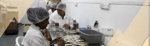Echte Bourbon Vanilleschoten (75 Stk.) 100% natural aus Madagascar, Gourmet Premium Qualität 18-20cm, doppelt vakuumverpackt, frisch, direkt vom Vanille-Bauern
