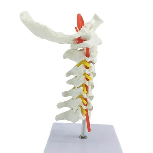 Modèle anatomique de vertèbres cervicales avec artères, nerfs, disques vertébraux, outil d'entraînement médical, modèle de colonne cervicale avec...