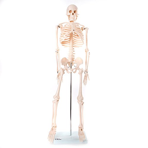 66FIT - Modelo anatómico de esqueleto (85 cm)