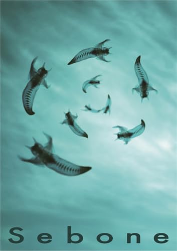 Sebone -脊髄盤+脊椎盤- [完全生産限定/2CD+DVD+T-shirt] - とた (特典なし)