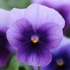 Viola Sorbet XP Beaconsfield 1,000 Seeds