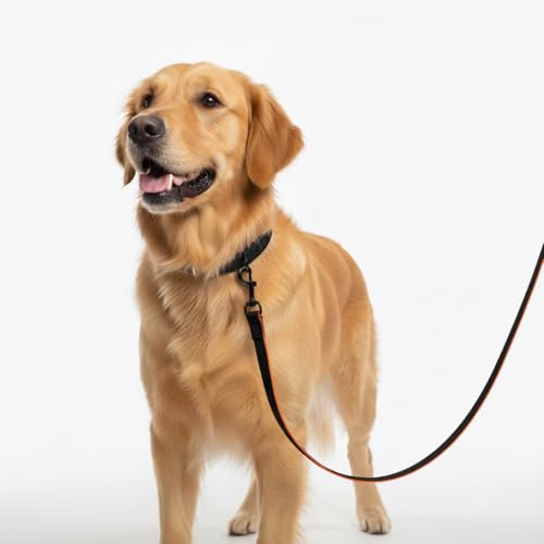 Image of Dog Leash with Padded Handle and Padded Collar Set | Adjustable Nylon Dog Collar & Heavy Duty Leash with Strong Metal Clip | Walking & Training Set for Small Medium Large Dogs