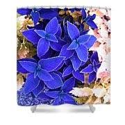 Generic 100pcs Dragon Coleus Plant Seeds Blue