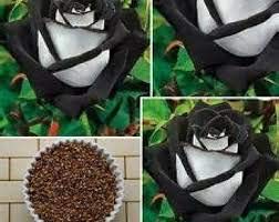 20X Osiria Black/White Rose Bush Seeds