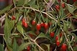 Lycium barbarum (Goji Berry, WolfBerry) 50 semillas