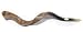 42"- 44" Extra Large Yemenite Kudu Horn Polished Shofar by Peer Hastam with Free Anti Odor Spray, Made in Israel