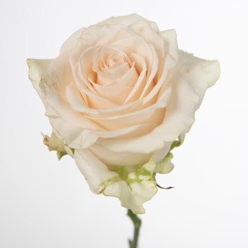 Rosa Sweet Caroline 70cm : lot de 10 grands rosiers pour jardin et massifs fleuris