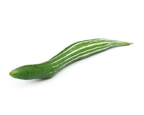 TrustBasket Premium Vegetable Snake Gourd Seeds (Op) | Sow and Grow Fresh Healthy Seed in Your Garden Perfect for Home & Terrace Gardening High Germination Seeds