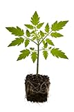 planta tomate cherry altura Plantel De Tomate Natural Con Calidad Visible, Verde Intenso Y Estructura Compacta Para Adaptarse Rápido Tras La Plantación.
