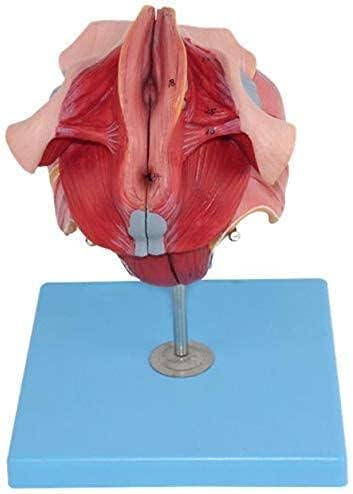 Anatomy Model, Anatomy Model Human Body, Female Model, Uterus Ovary Anatomical Model, Life Size, 4-Parts, for Medical Educational and Gynecology Aid, Science Kits, Lab Supplies for Medical trat