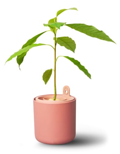 elho Amazing Avocado Pot 12 - Blumentopf für Züchten Und Ernten - 100% recyceltes Plastik - Ø 12.0 x H 12.1 cm - Braun/Toffee Terra
