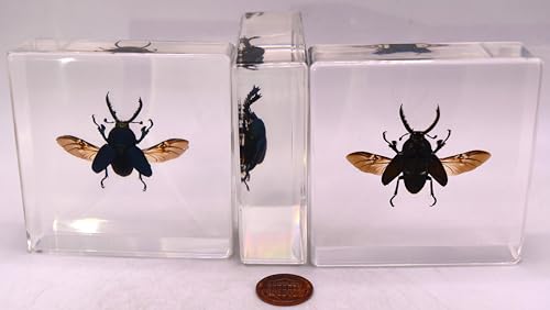 Image of 2.9 inch Real Lamprima Adolphinae Jewel Stag Beetle w /Open Wings in Crystal Clear Lucite Resin Specimen Preserved Insect Bugs Taxidermy Collection Biology Science Education Desk Ornament Display Supplies