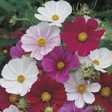 cosmos flower seeds all colours, High germination (40 seeds) (B0CM2B7QHL) Amazon Price History, Amazon Price Tracker
