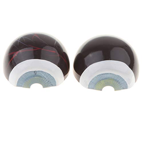 Kit de modelo anatômico de bola para olhos humanos menolana / Suprimentos de ampliação 3X