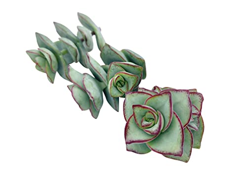 Live Succulent Cuttings (3 Crassula Perforata Ivory Towers), Succulents Plants Live, Succulent Plant No Roots, House Plants Live Office Decoration, Diy Projects, Party Favor Gift By The Succulent Cult #TOP3