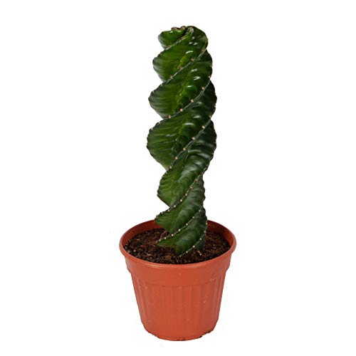 Cactus y suculento - Cactus Espiral - Altura: 40 cm Cover