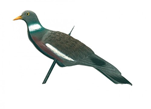 Europ-Arm Appelant pigeon anglais