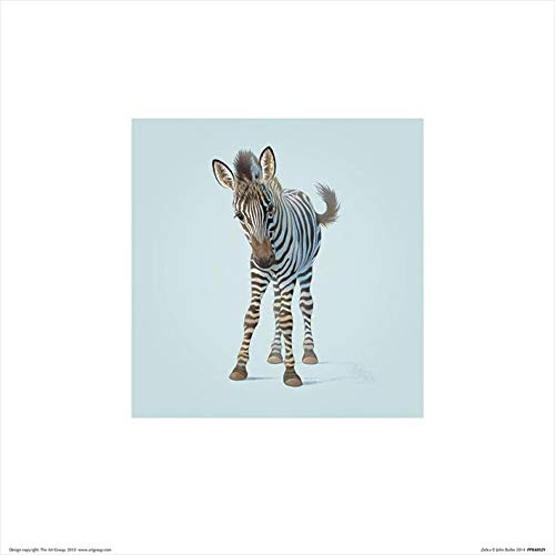 Il Gruppo Art John Butler Zebra - Stampa Artistica 30 x 30 cm Carta Multicolore 30 x 30 x 1.3 cm