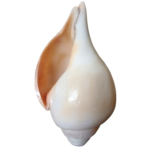 Image of Divine Harmony: Jellybean Retails Vamavarti Original Loud Blowing Shankh|Conch For Pooja (Size Guarantee - Quality Matters)