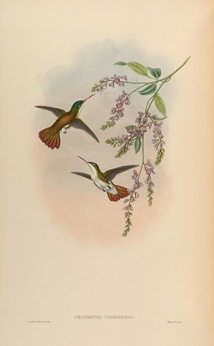 Pinturas murales retro de uccello uranomitra viridifrons john gould decoracion pared