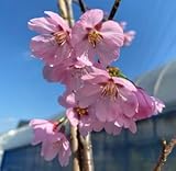 プリンセス雅桜：プリンセスミヤビザクラ（桜） 苗木 さくら 苗 サクラ