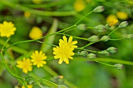 Maggior Celandine (Bai-Qu-CAI) Semi (Chelidonium majus), comunemente NOTO Come o Tetterwort, Nipplewort o Swallowwort (25)
