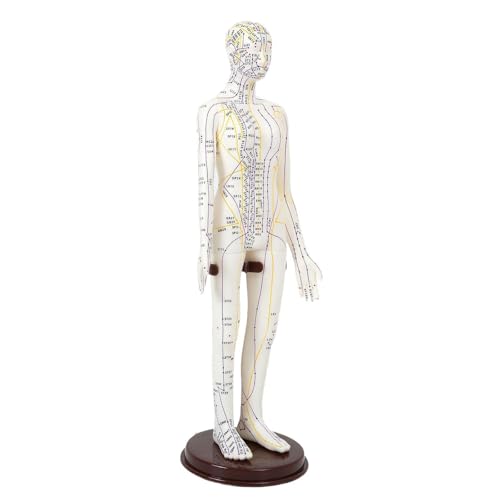 Modèle d'acupuncture et méridiens en PVC souple pour la pratique humaine