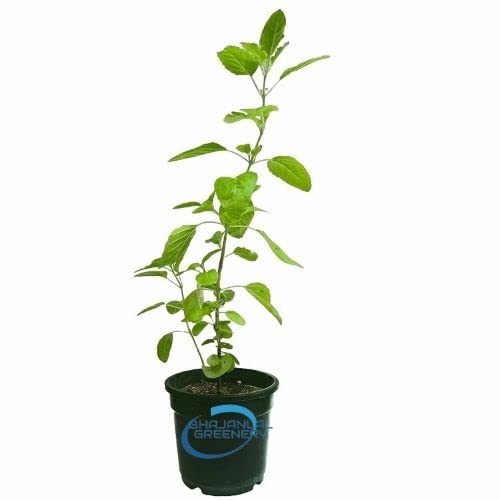 Bhajanlal Greenery Krishna Tulsi Poojan and Herbal Plant with 4 Inches Nursery Pot (B09PJBWLYS) Amazon Price History, Amazon Price Tracker