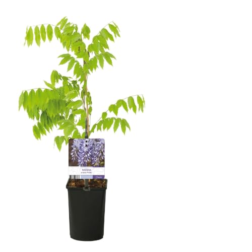 GreenboutiQ - Blauregen Pflanze Winterhart - Wisteria floribunda Prolific - Blüte Blau - 1 Pflanze - Topf 11cm Höhe 40cm