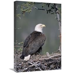 16 x 24 in. Bald Eagle Parent on Nest with Chick, Alaska Art Print - Michael Quinton