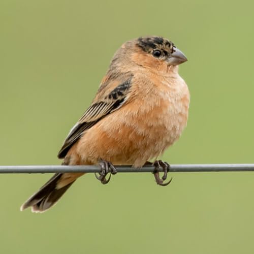 Indaiatuba, a capital dos caboclinhos