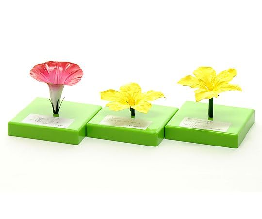 花の構造模型セット　P-3［定価¥24,000］ 花の構造模型セット P-3
