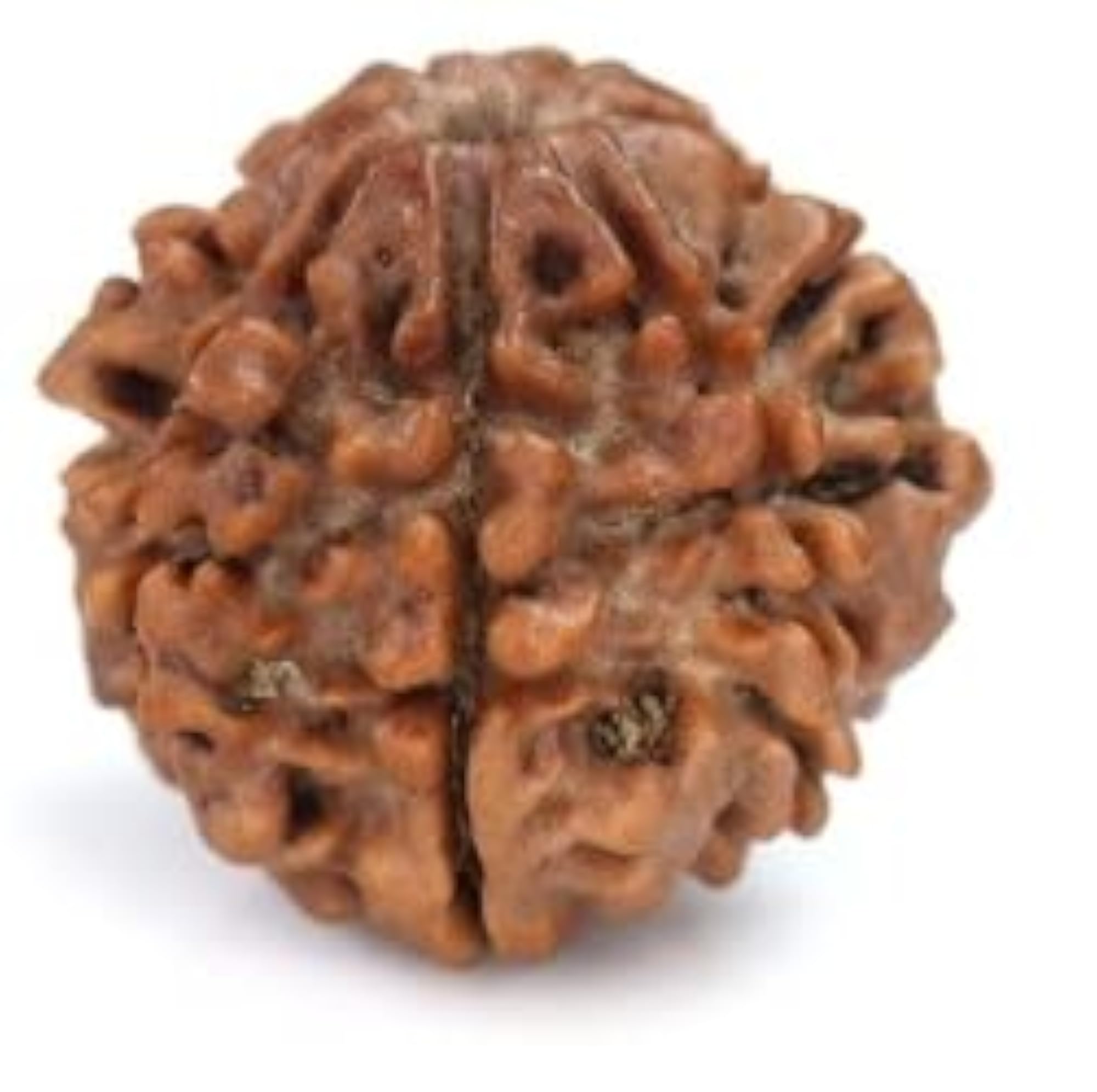 7 Mukhi Rudraksha Nepali Beads, Lab Certified