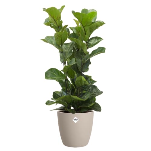 elho Brussels rund 22cm Blumentopf - Mushroom Beige – Ansicht 6