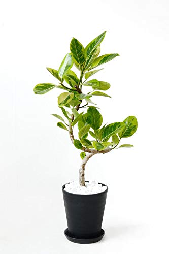 ϗtA { IׂϗtA 8 (tBJXEAeV[}EoGK^iȊj, ubN) yZA[gz